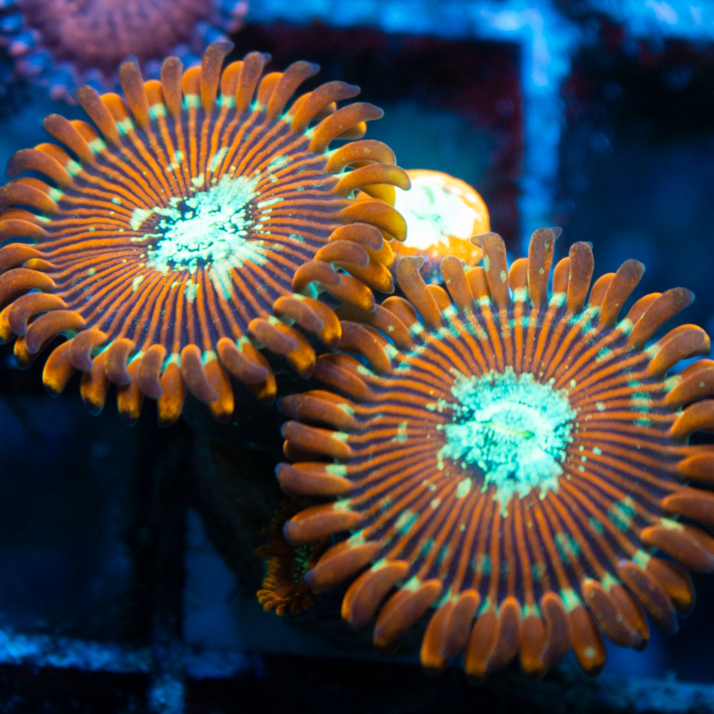 magician zoa