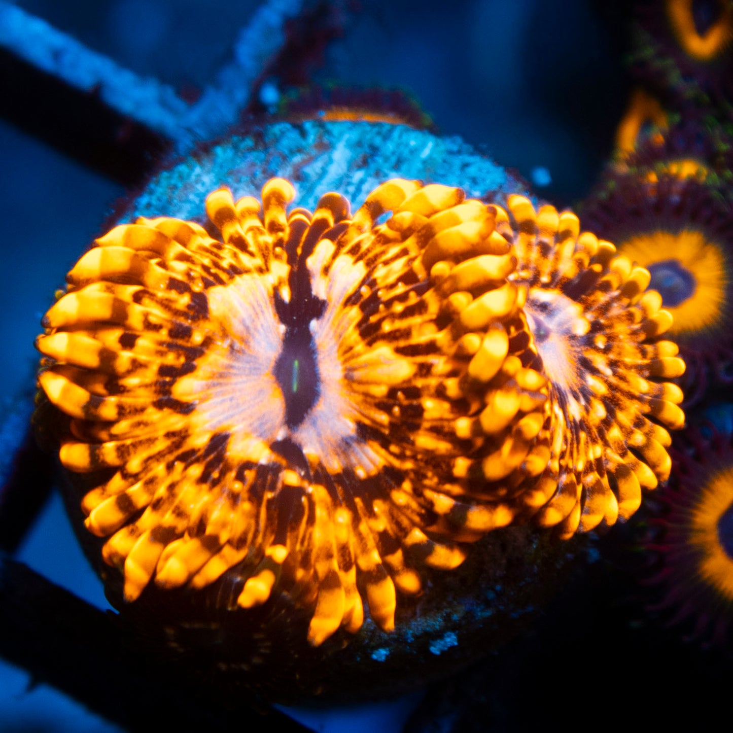 Utter Chaos Zoa