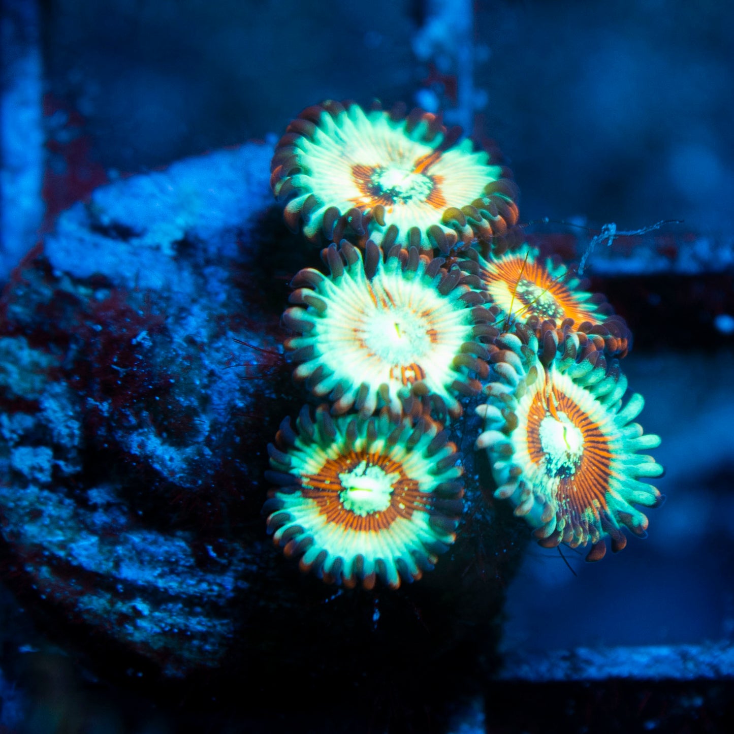 White Zombie Zoas