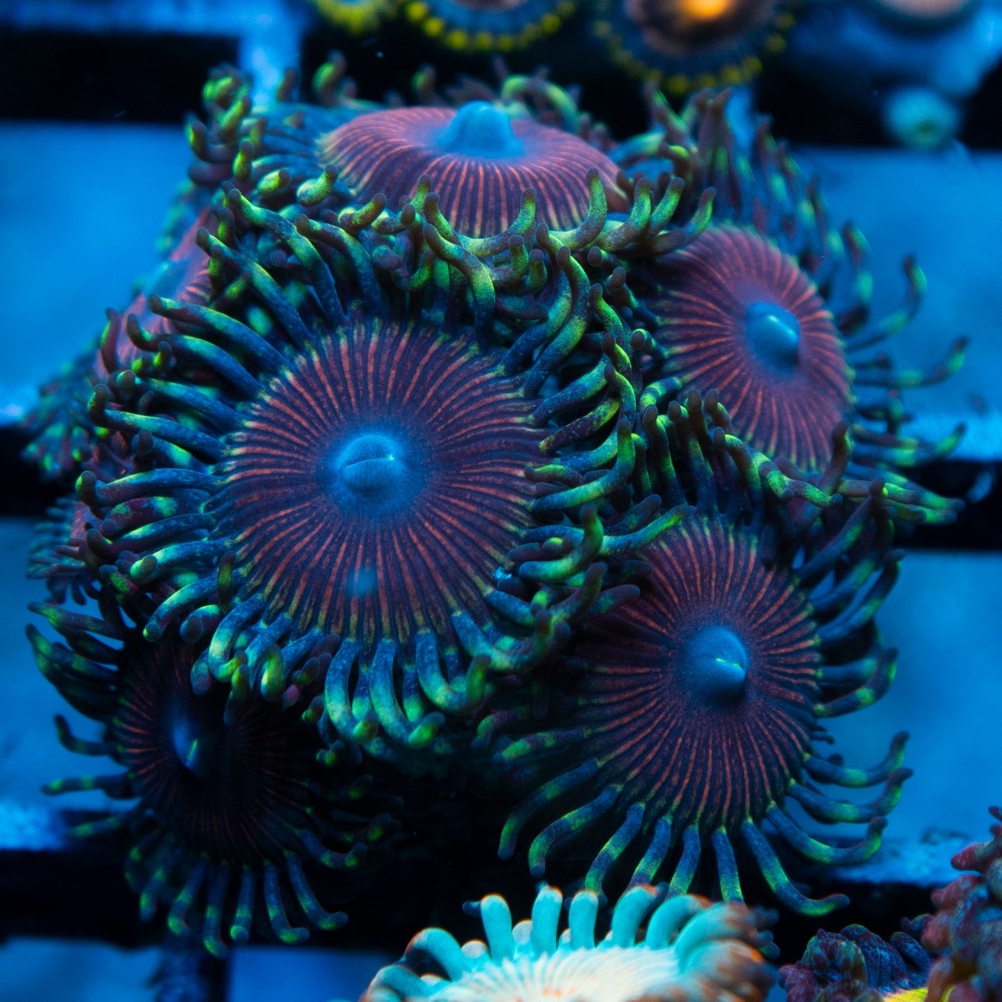 Assorted Zoas