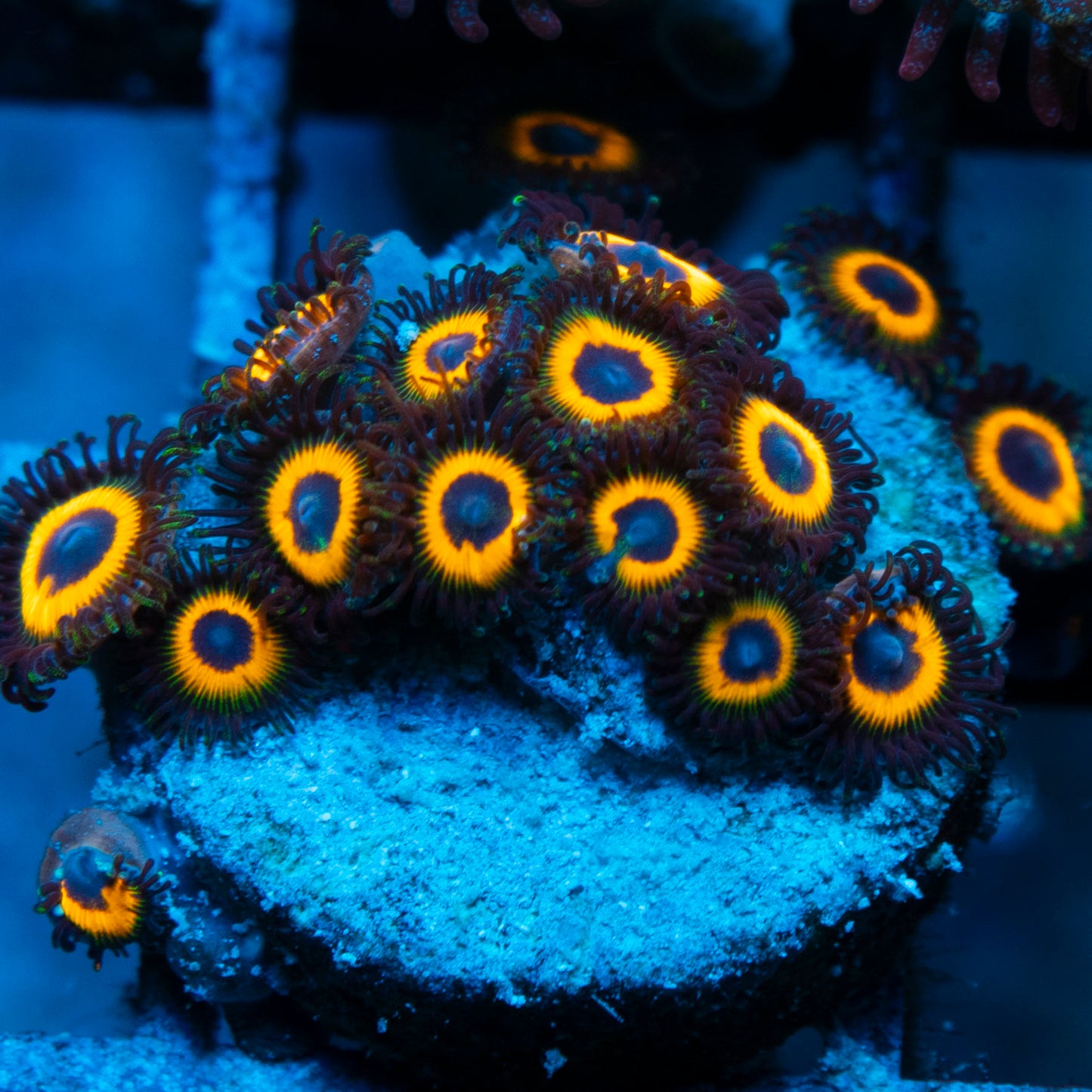 Omega Red Zoa