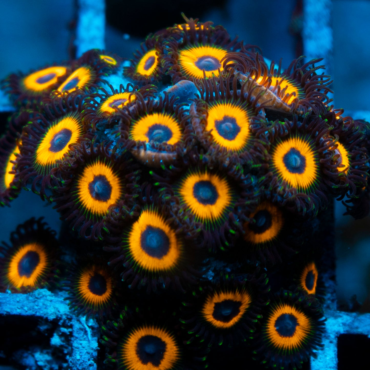 Omega Red Zoa