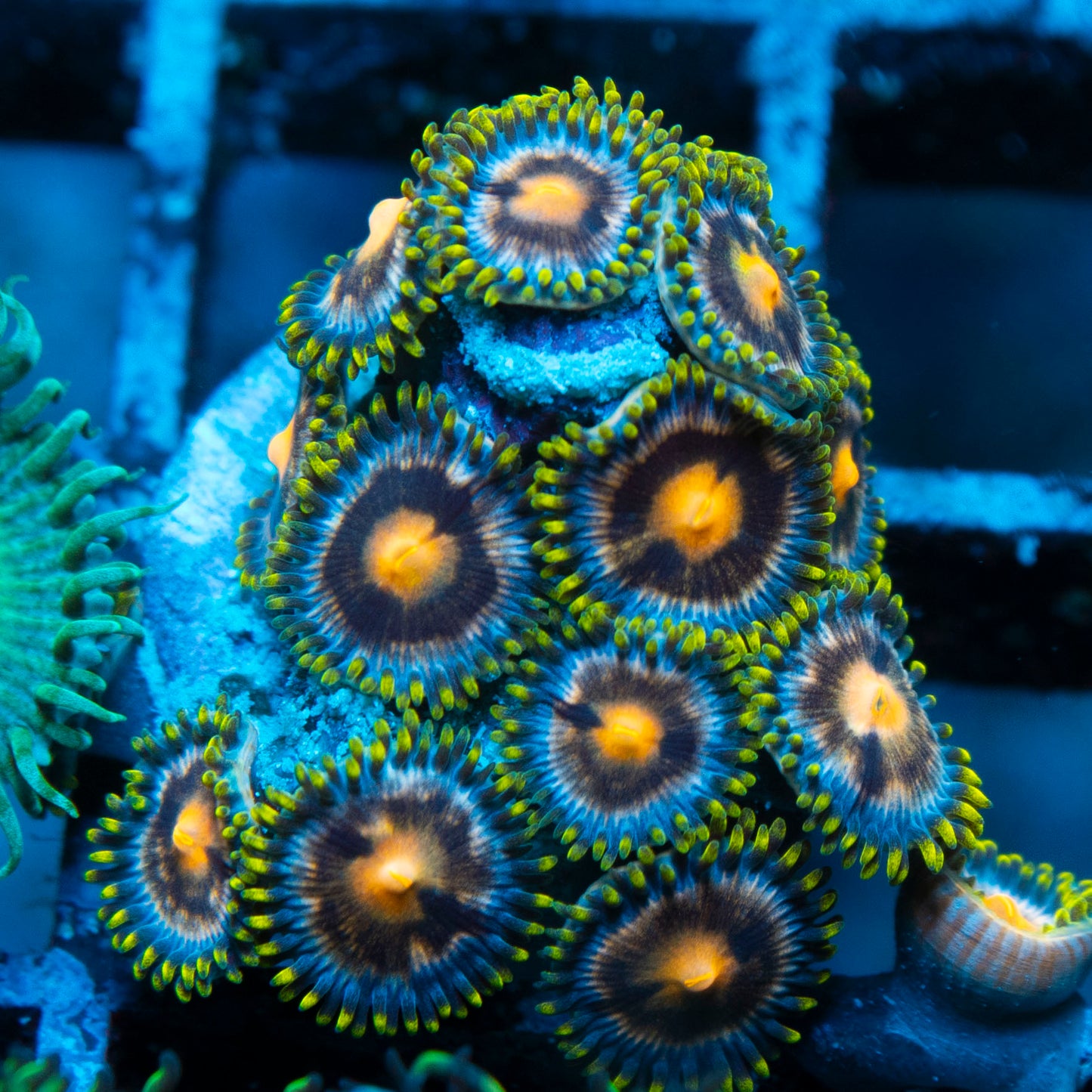 Nebula Zoas