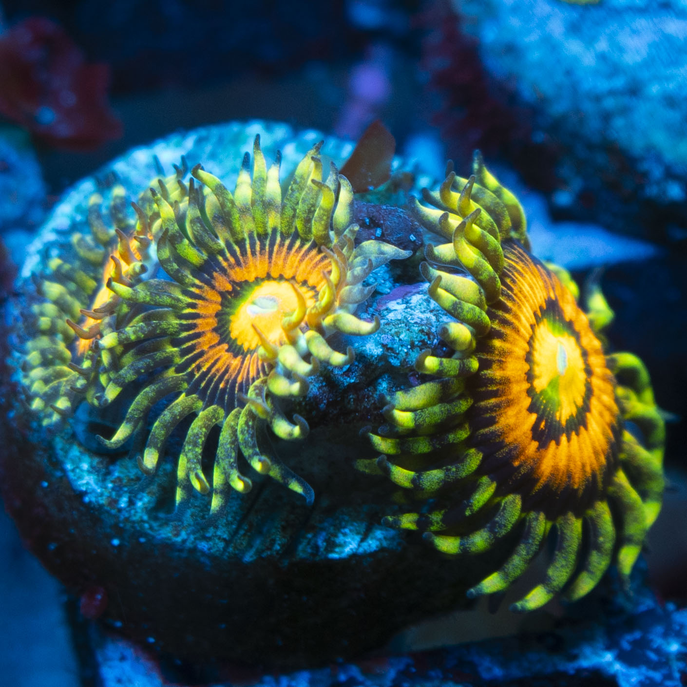 Rainbow Incinerator Zoas