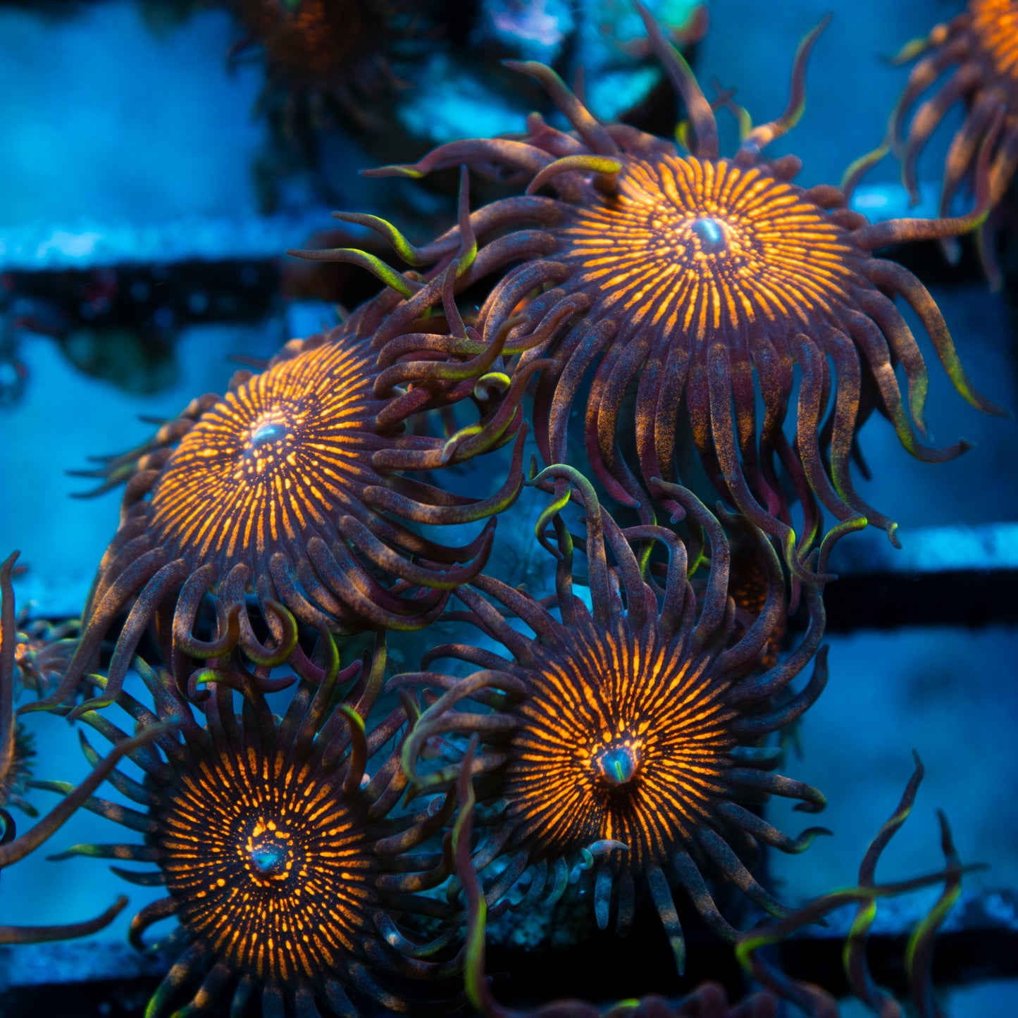 night crawler zoas