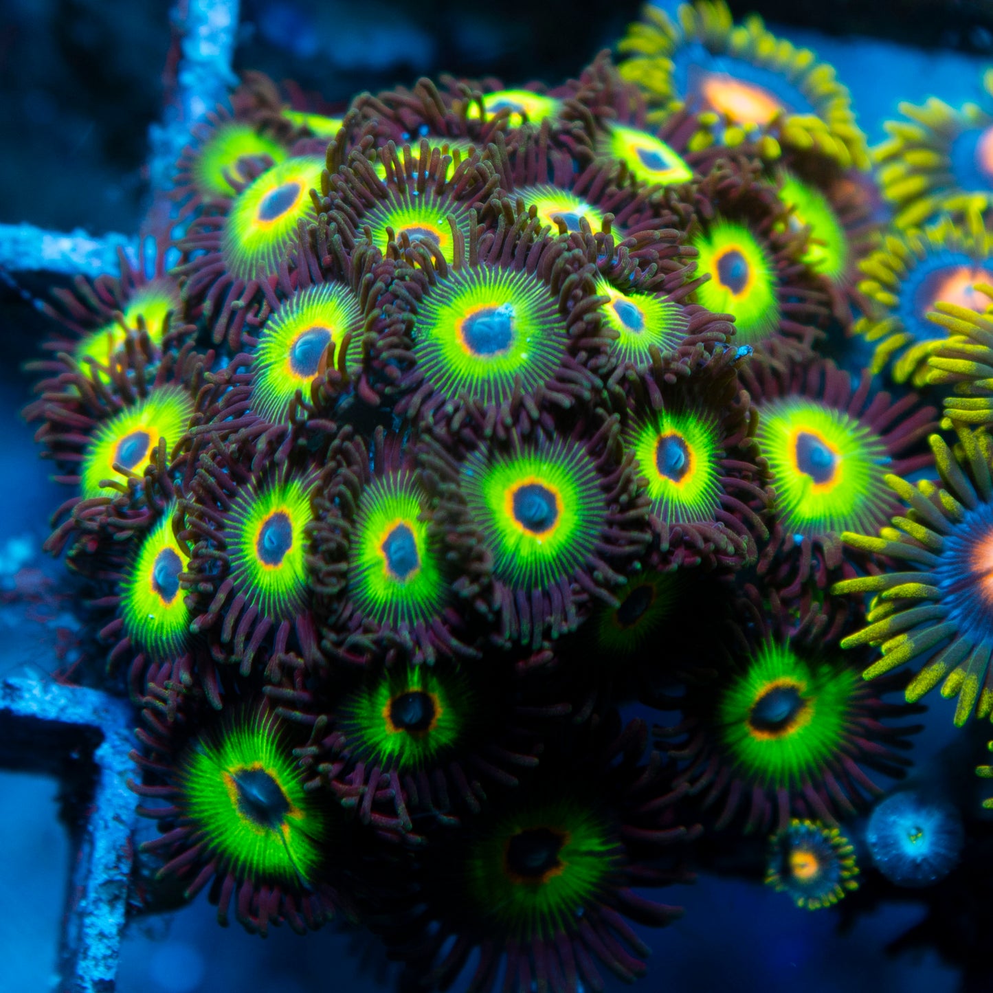 bob marley zoas