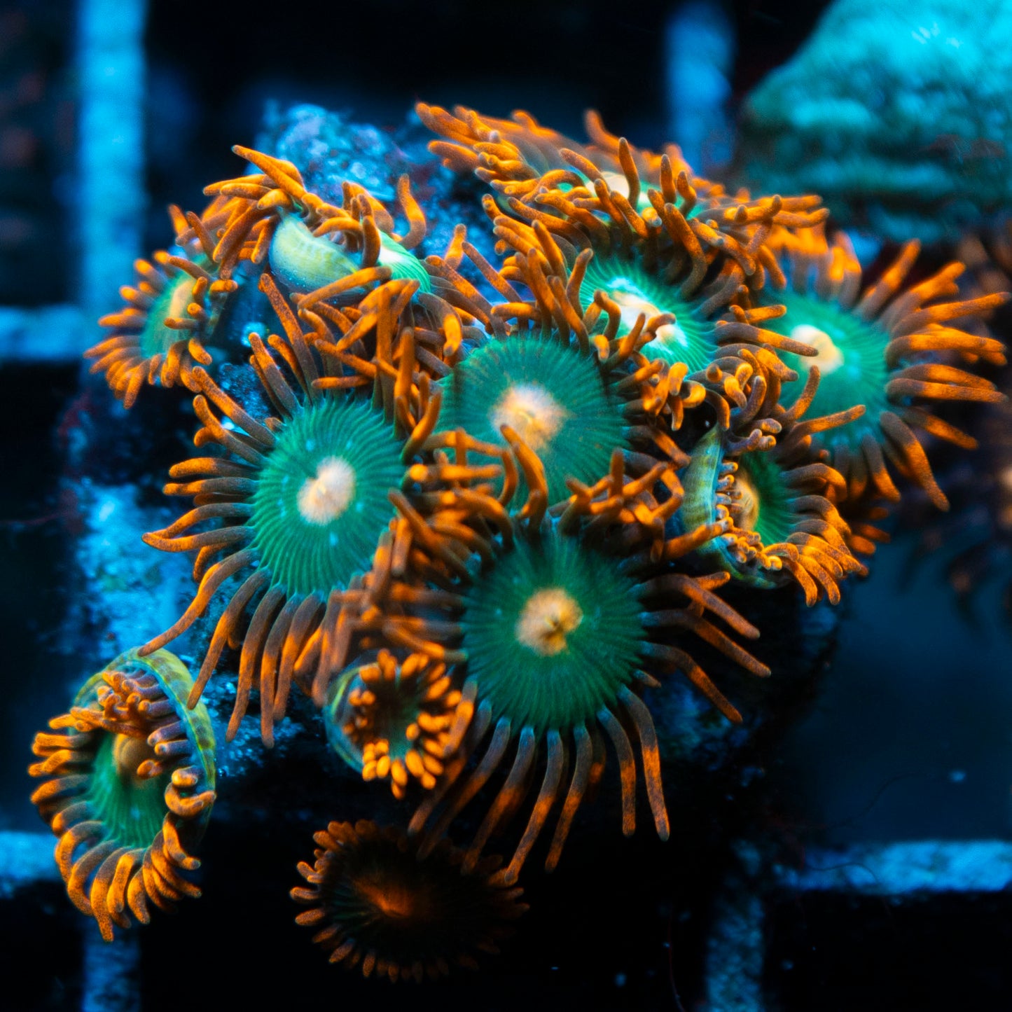 Gatorade Zoa