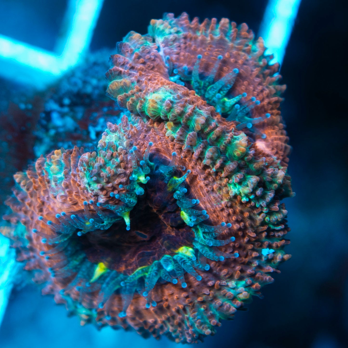 Ultra Acan