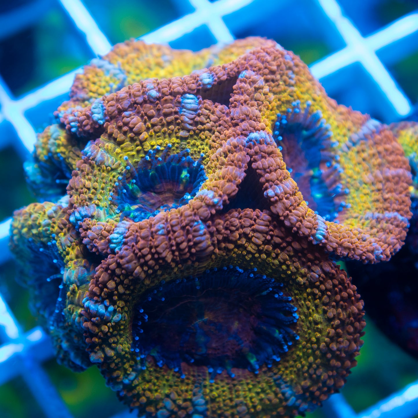 Rainbow Acan