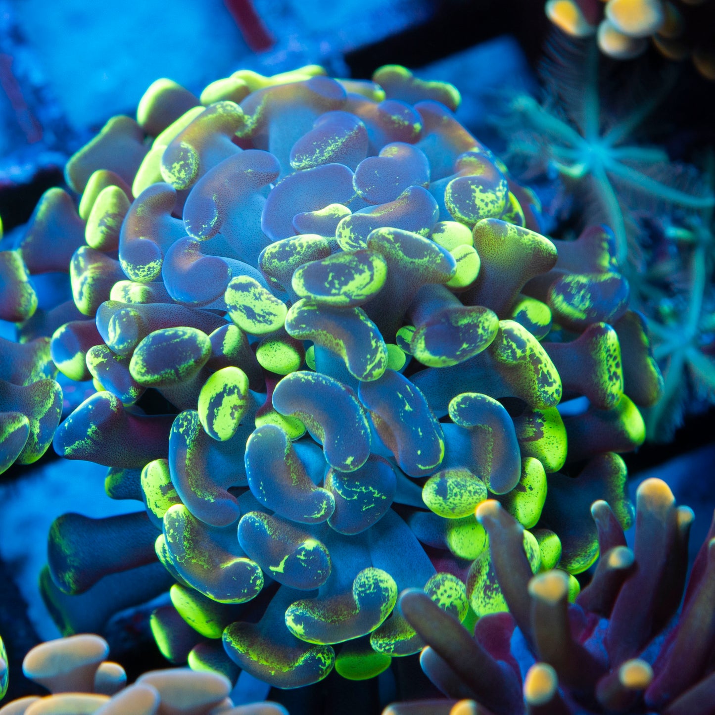 2 polyp Splattered Hammer
