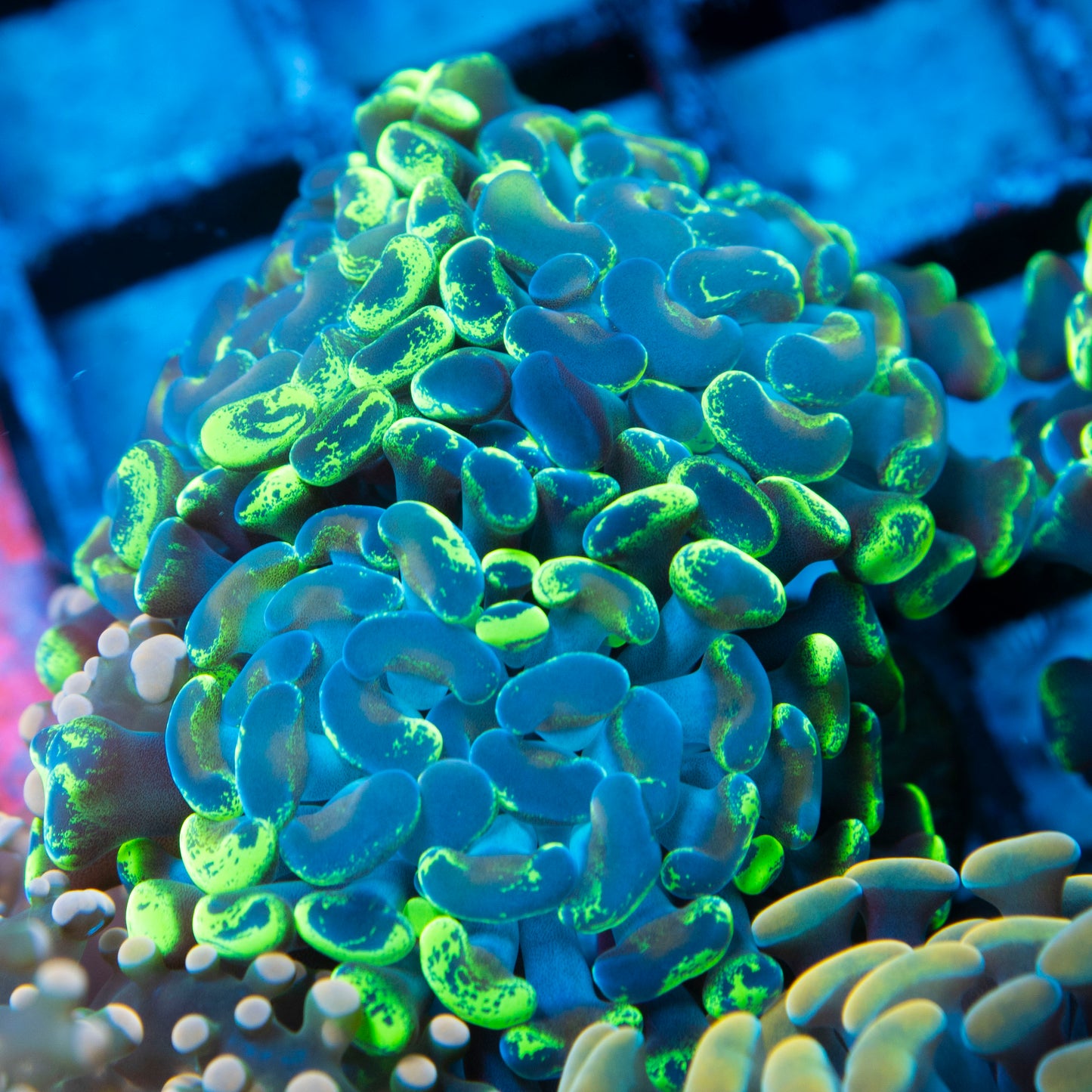 3 polyps Splattered Hammer