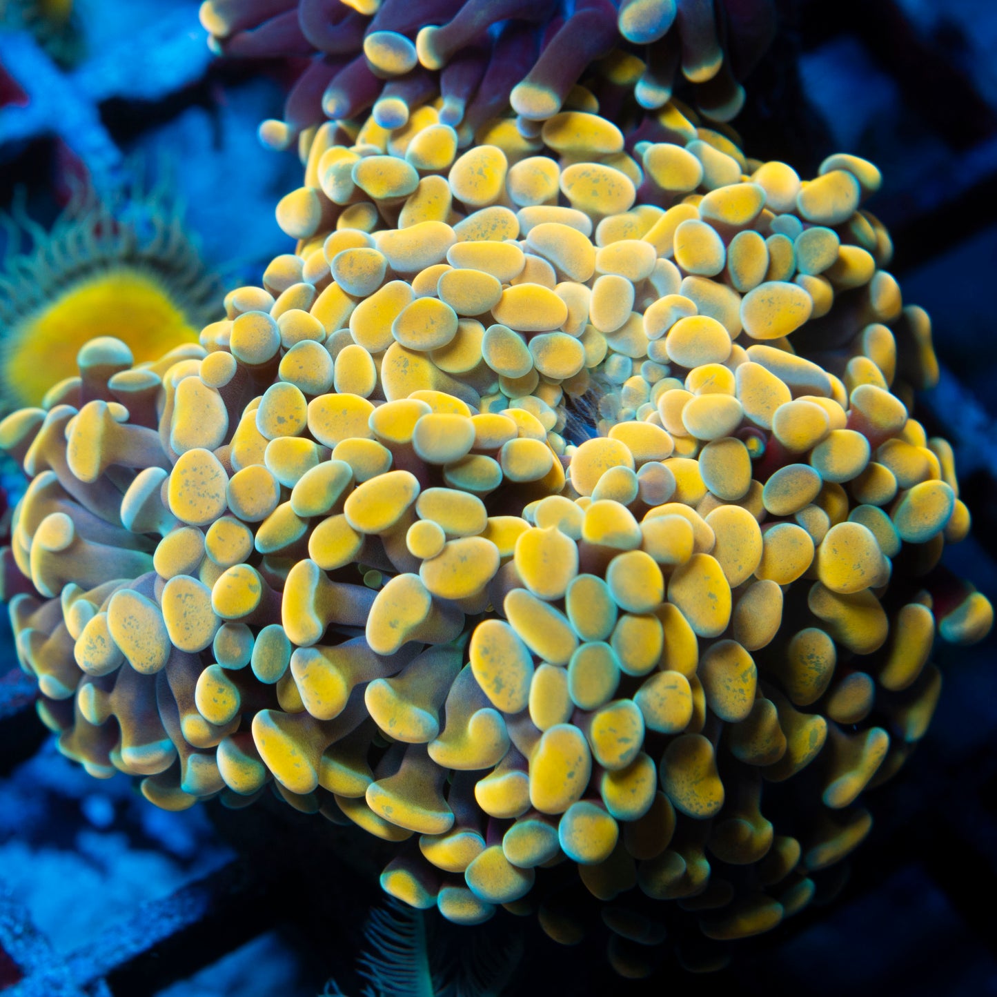 Gold Mini Hammer Colony