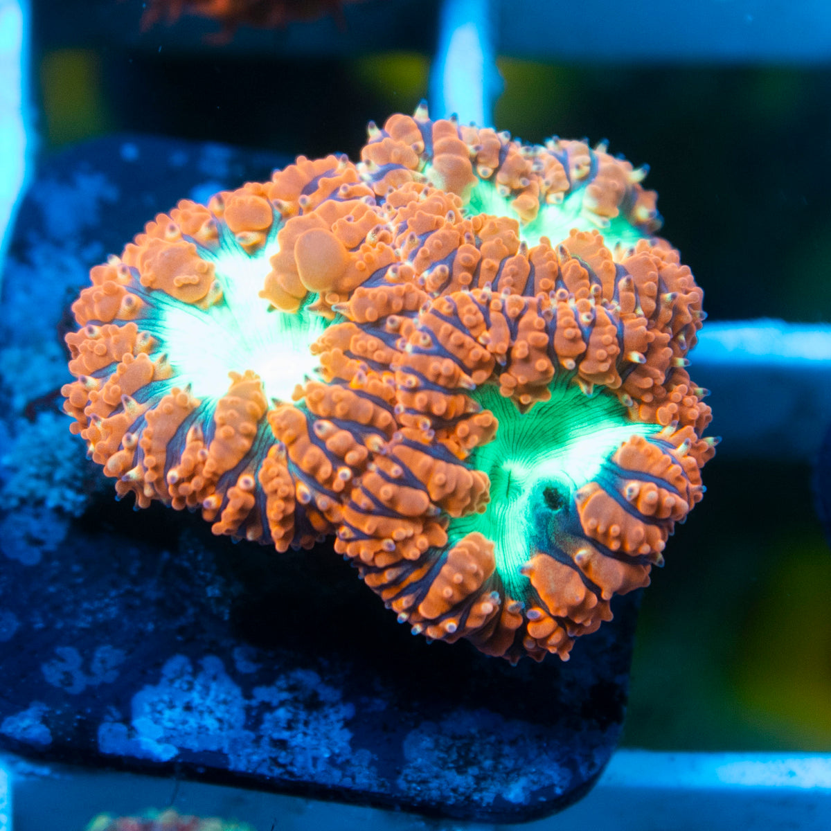 Red Blasto Wellsi