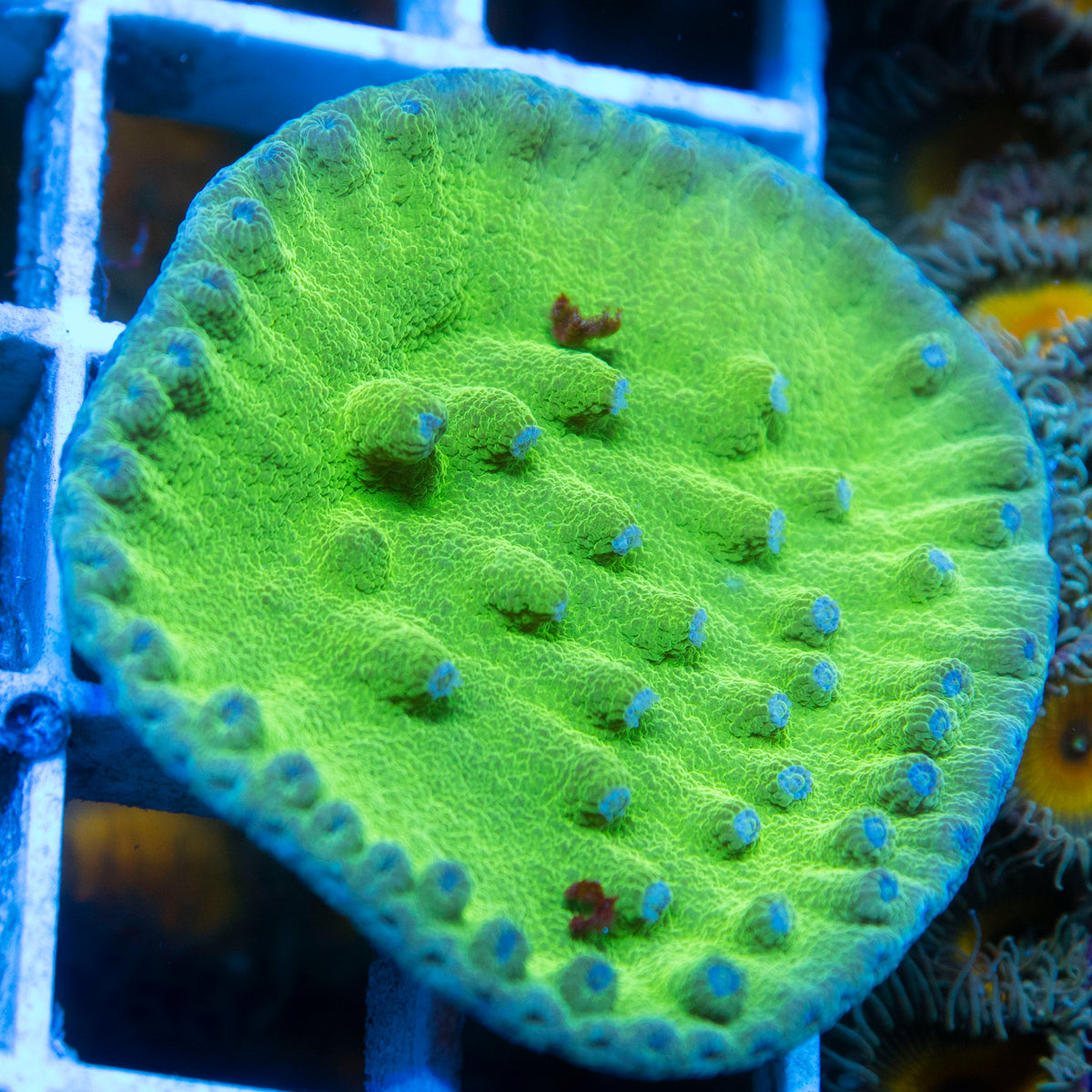 Green Turbinaria