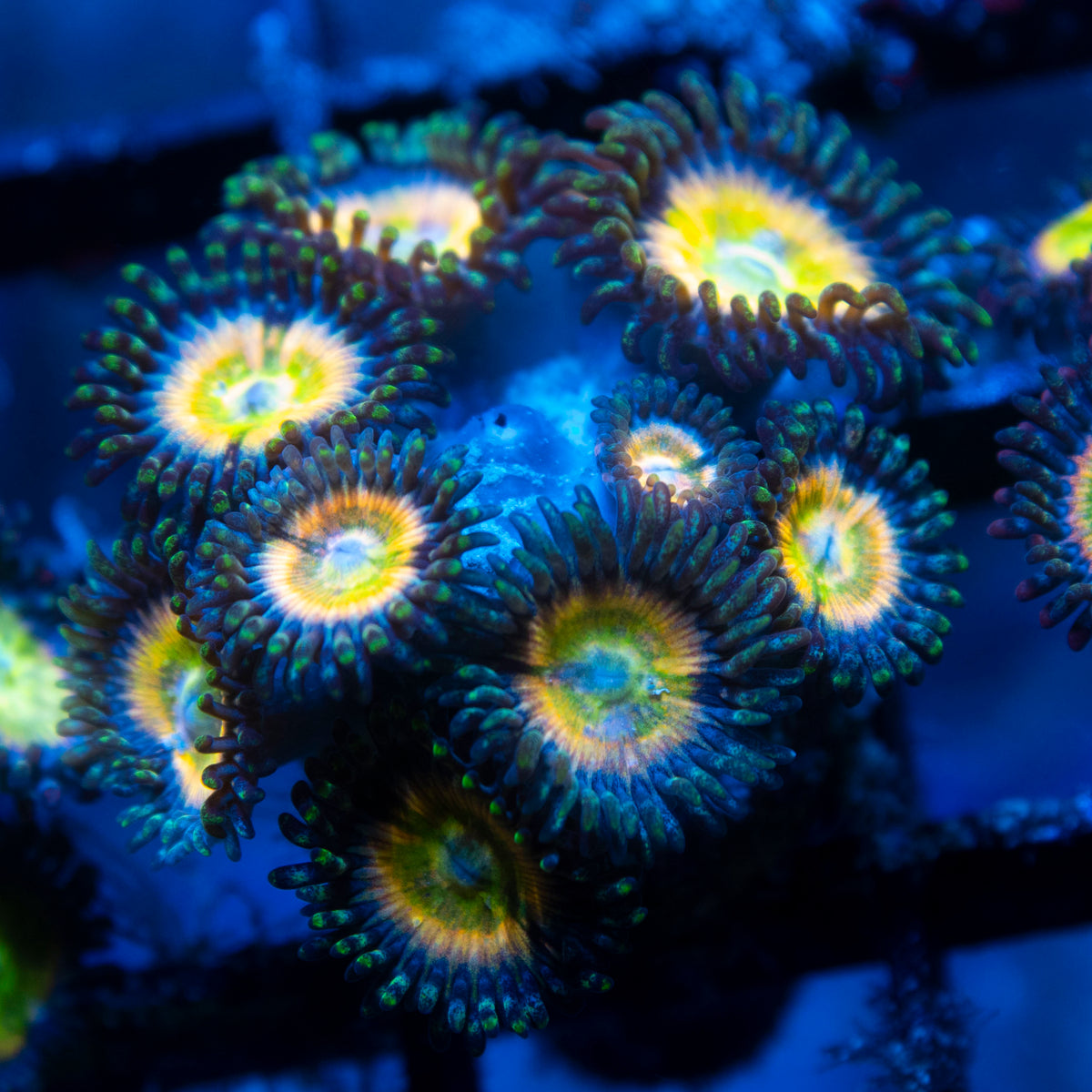power infusion Zoa