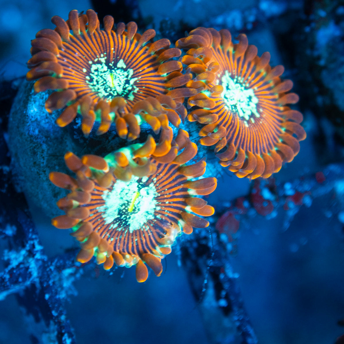 magician zoa