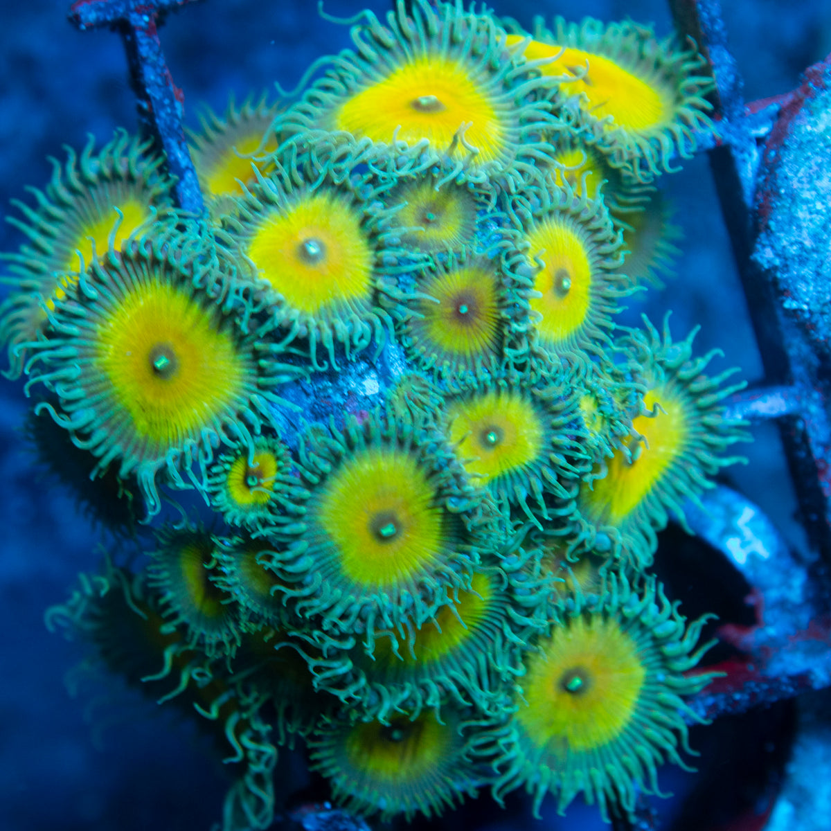 Captain jerk Zoas