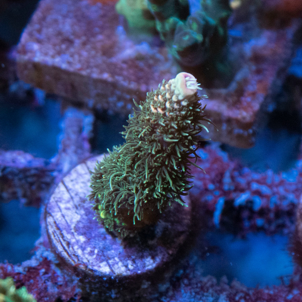 AGC Orange Sherbet Milli Acropora