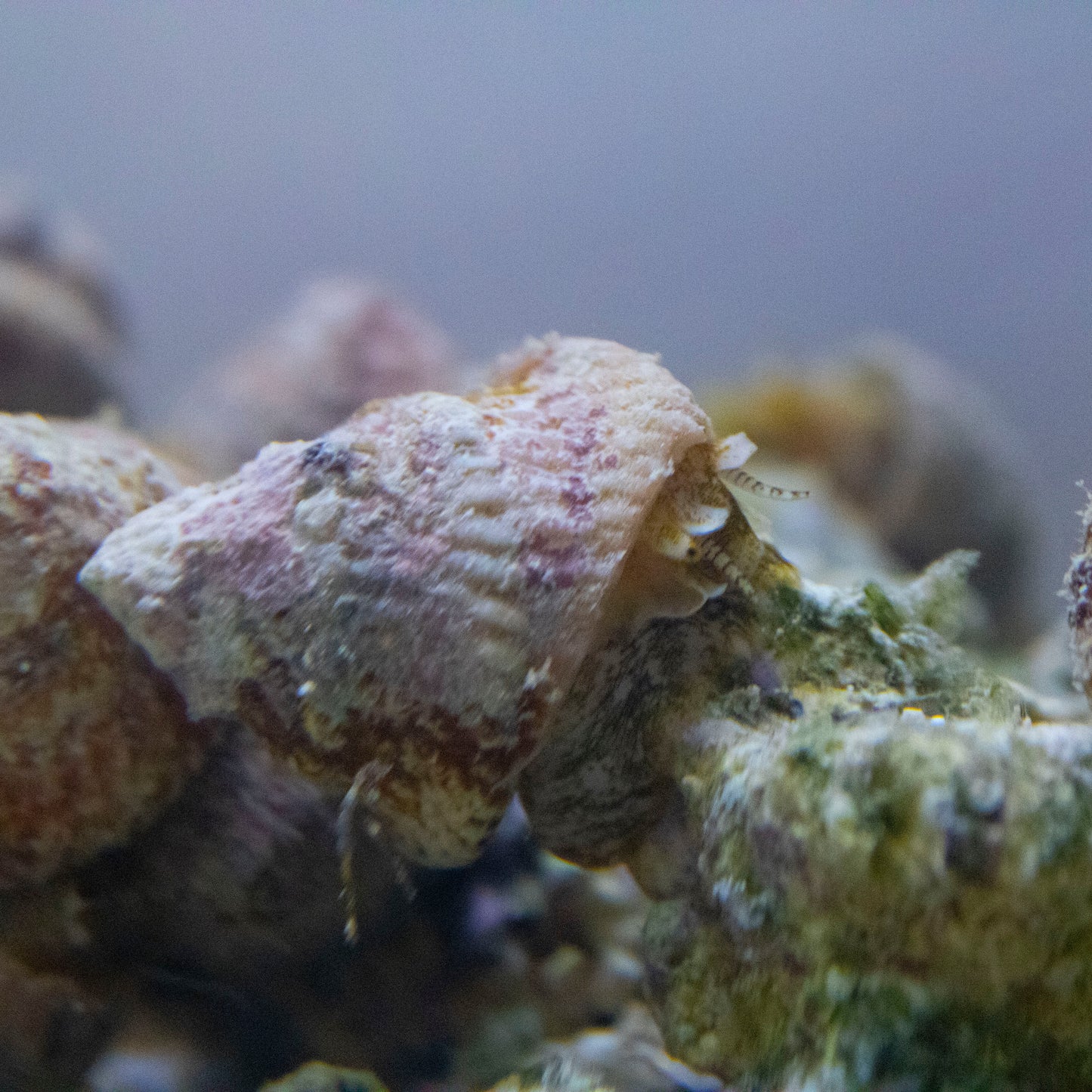 Astraea Snails - AquaGemCorals