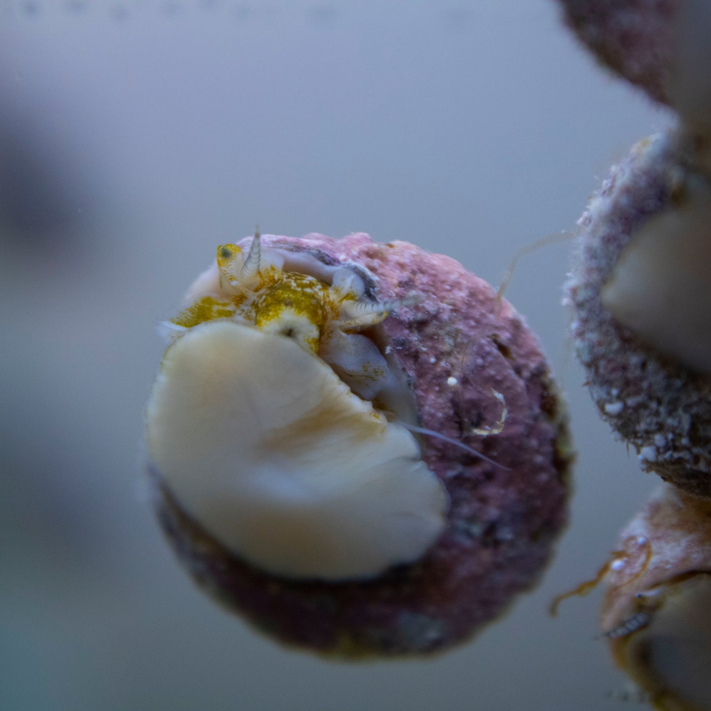 Astraea Snails - AquaGemCorals