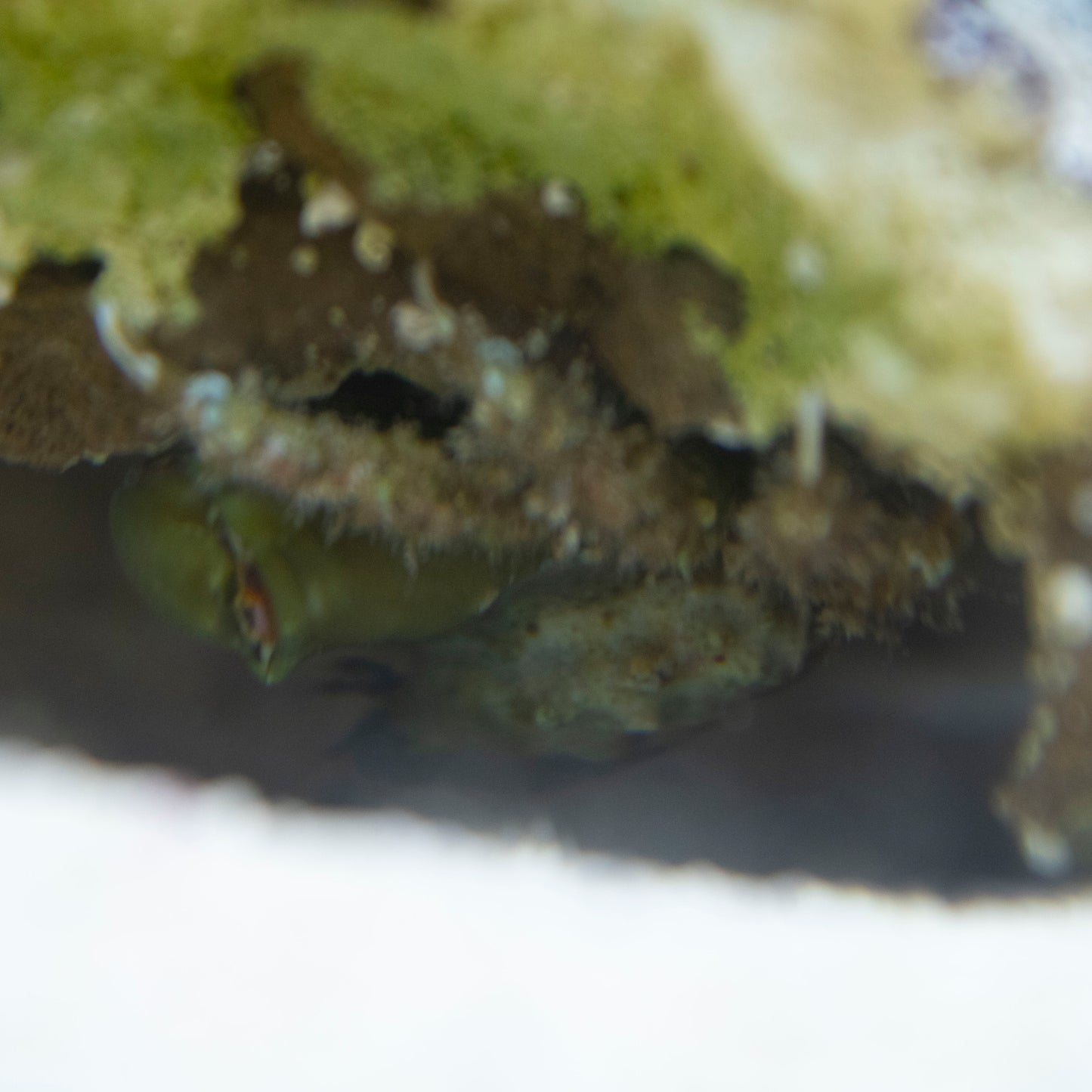 Emerald Crabs - AquaGemCorals