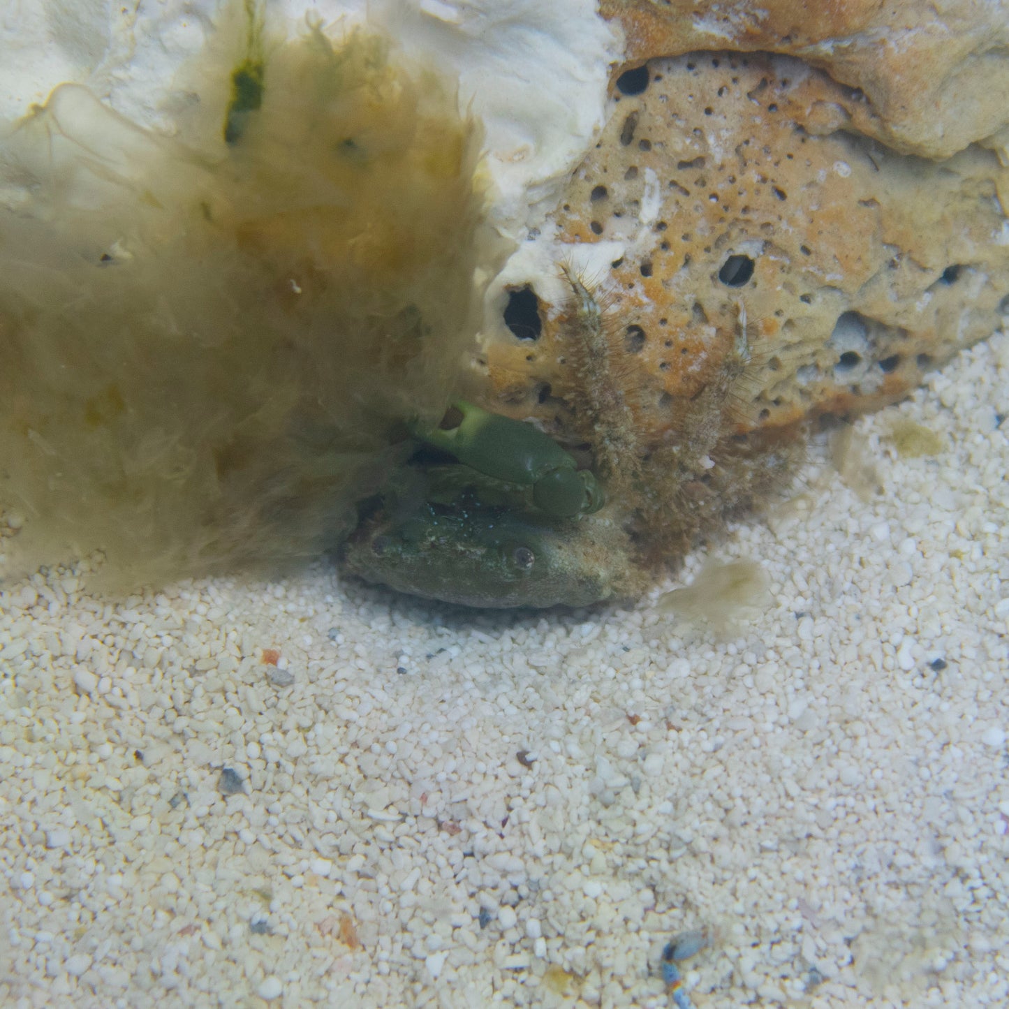 Emerald Crabs - AquaGemCorals