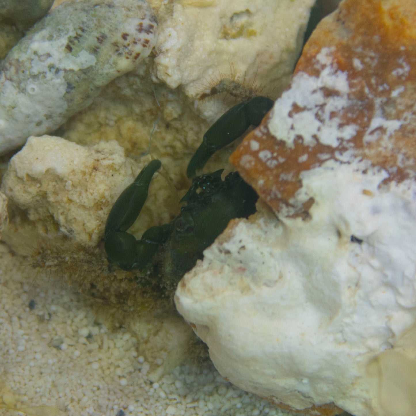 Emerald Crabs - AquaGemCorals