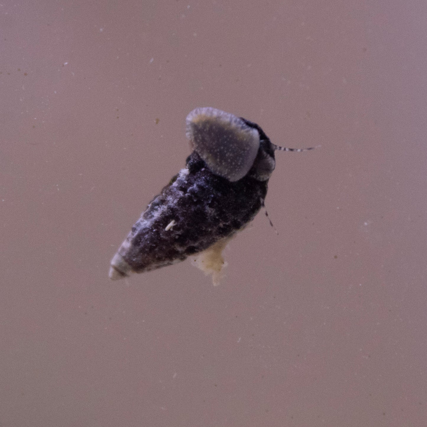 Dwarf Ceriths Snails - AquaGemCorals