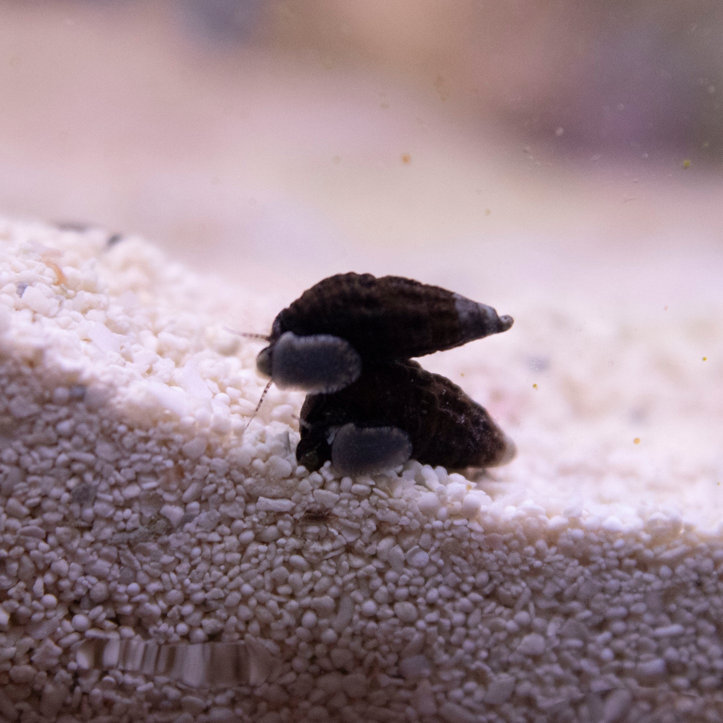 Dwarf Ceriths Snails - AquaGemCorals