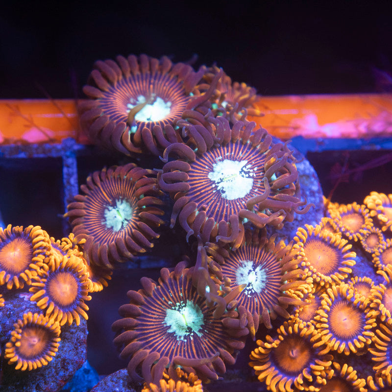 Magician Zoanthids