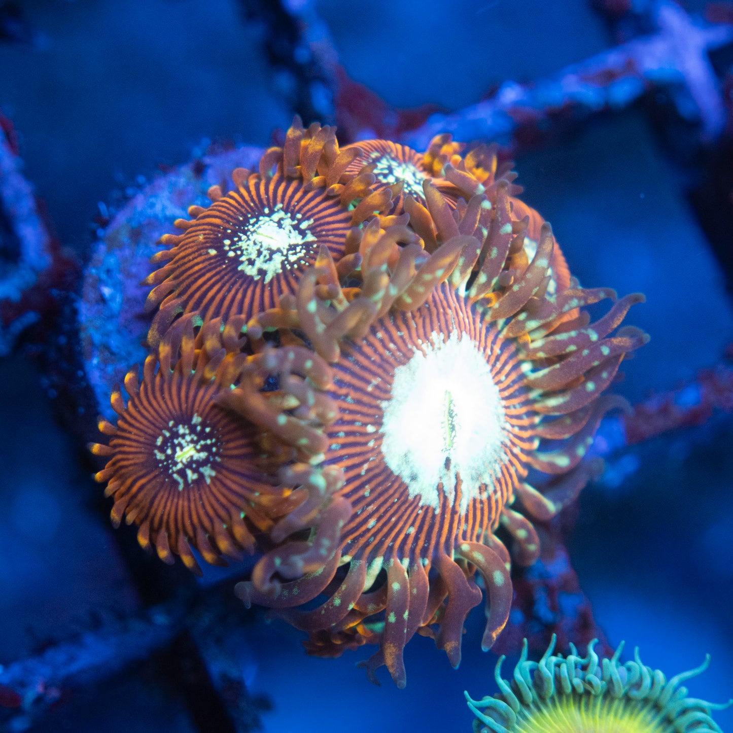 Magician Zoas WYSIWYG coral from AquaGemCorals
