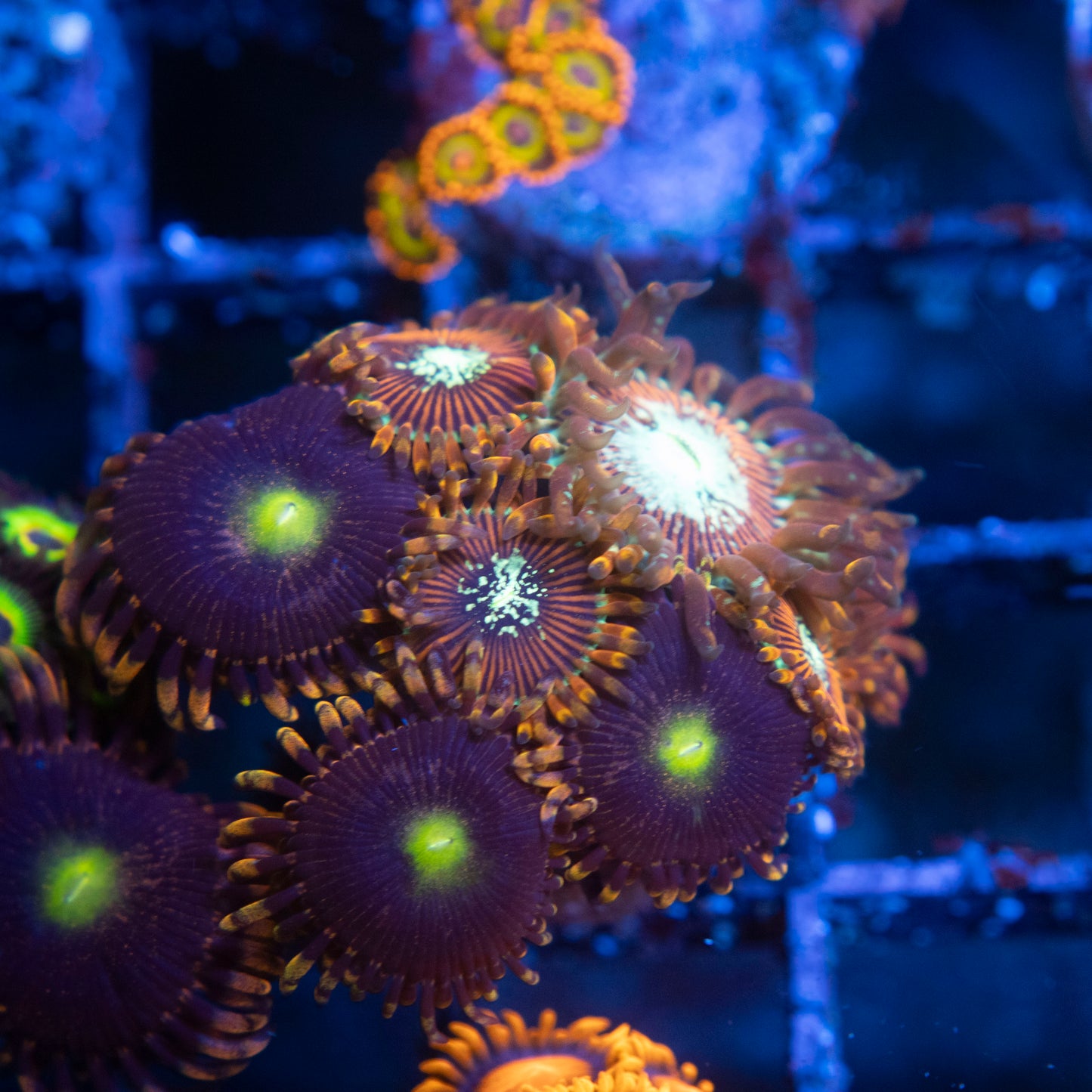 Magician Zoas & LC antimater WYSIWYG coral from AquaGemCorals