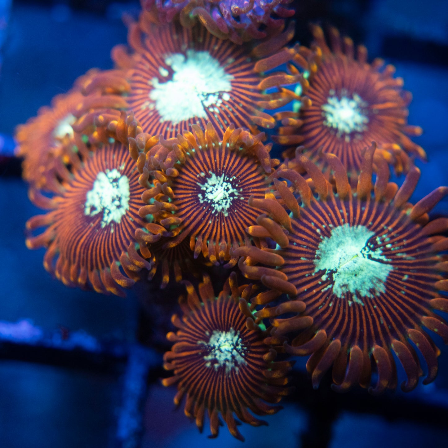 Magician Zoas WYSIWYG coral from AquaGemCorals