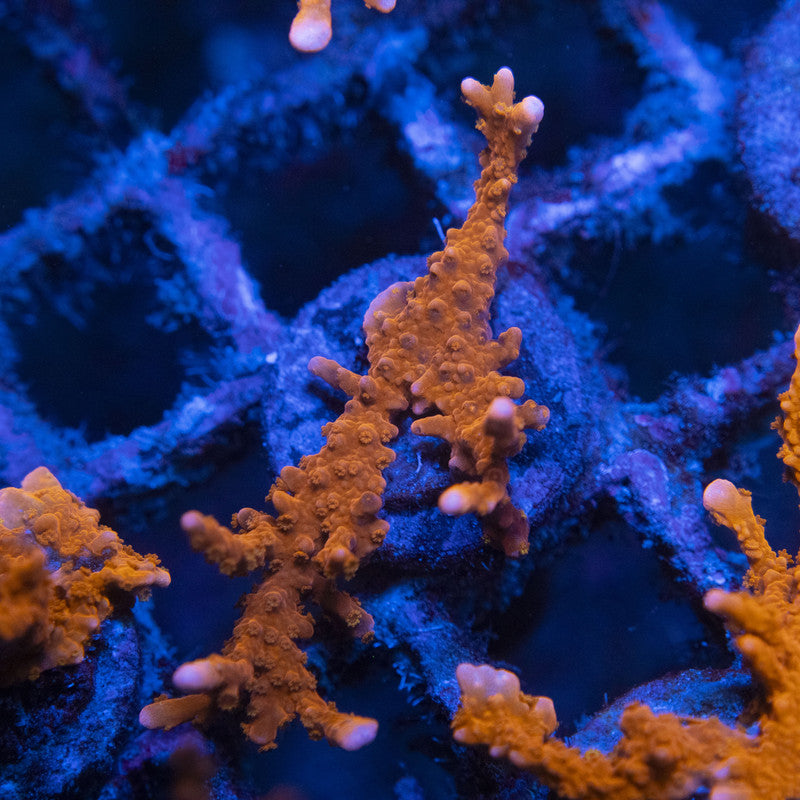 Manilia Spy Monti WYSIWYG live coral for sale at AquaGemCorals