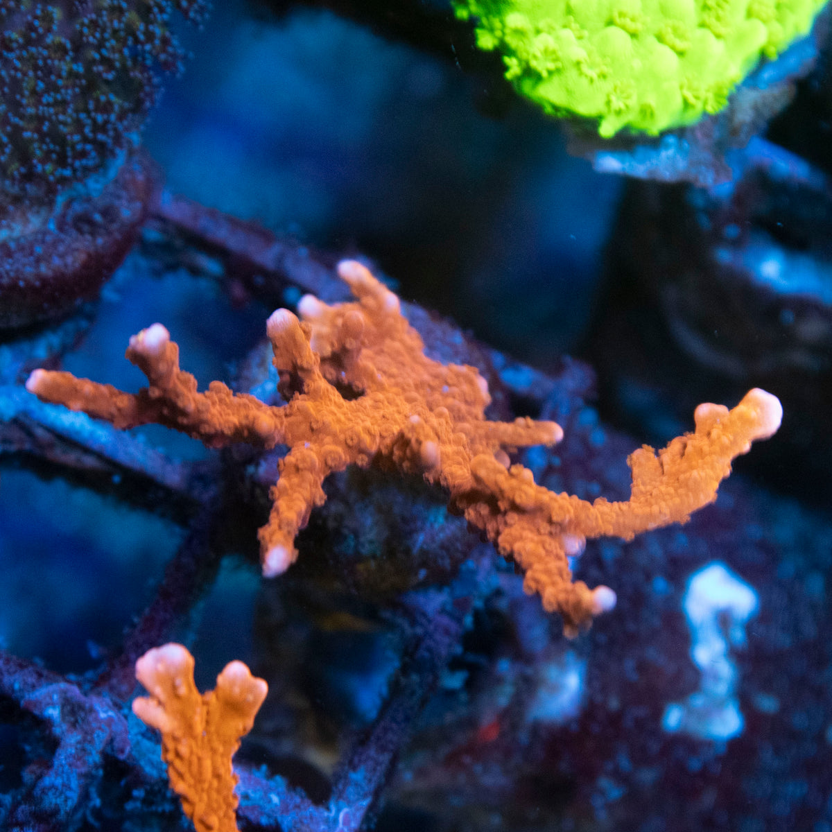 Manilia Spy Monti coral frag from AquaGem Corals