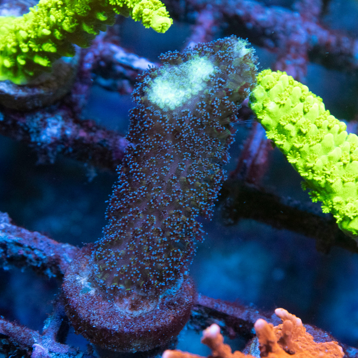 Milka Stylo coral frag from AquaGem Corals