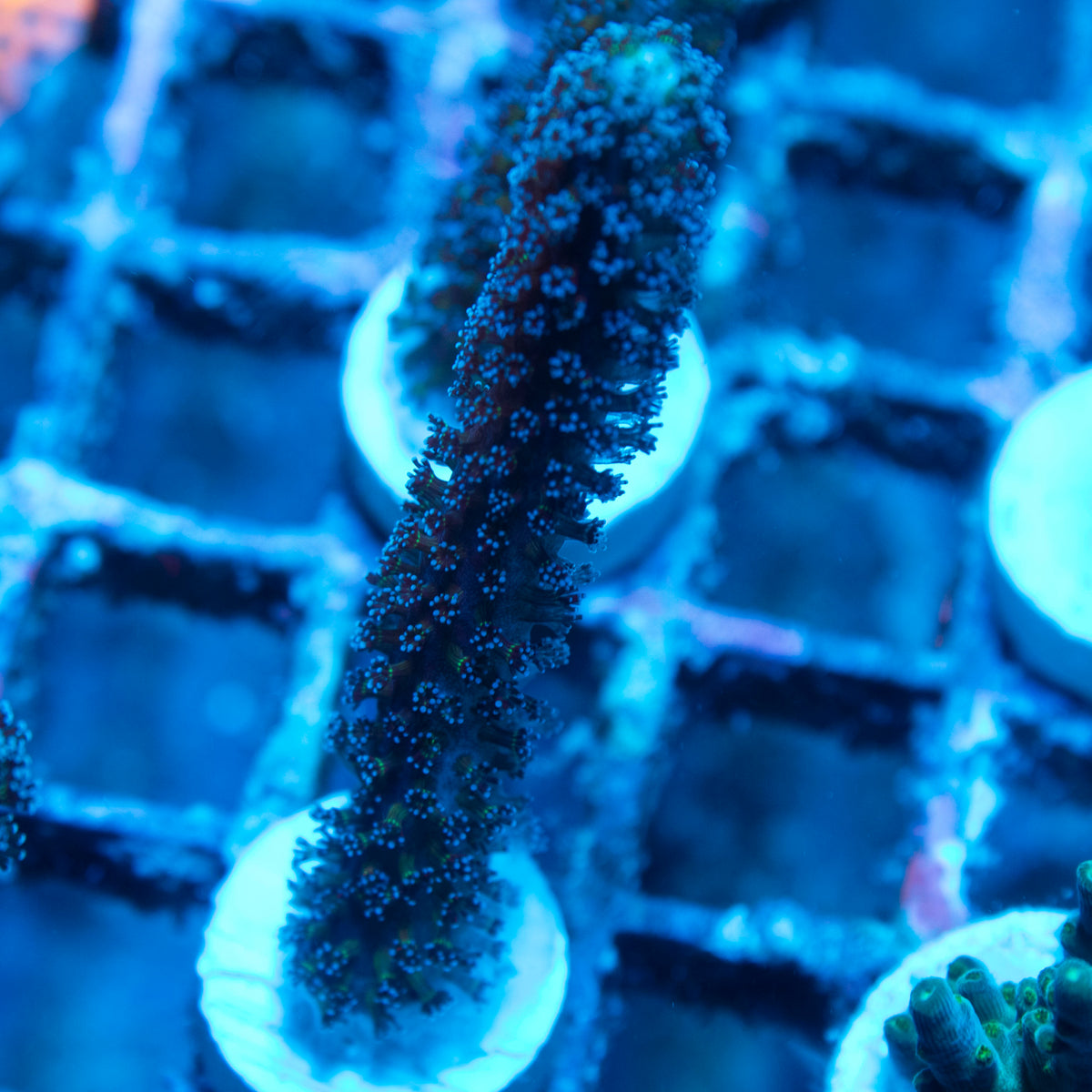 Milka Stylophora live reef coral - AquaGemCorals