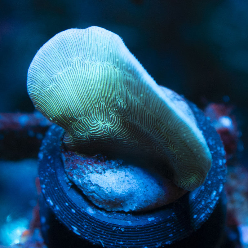 Mint Chip Povana live coral for reef aquarium