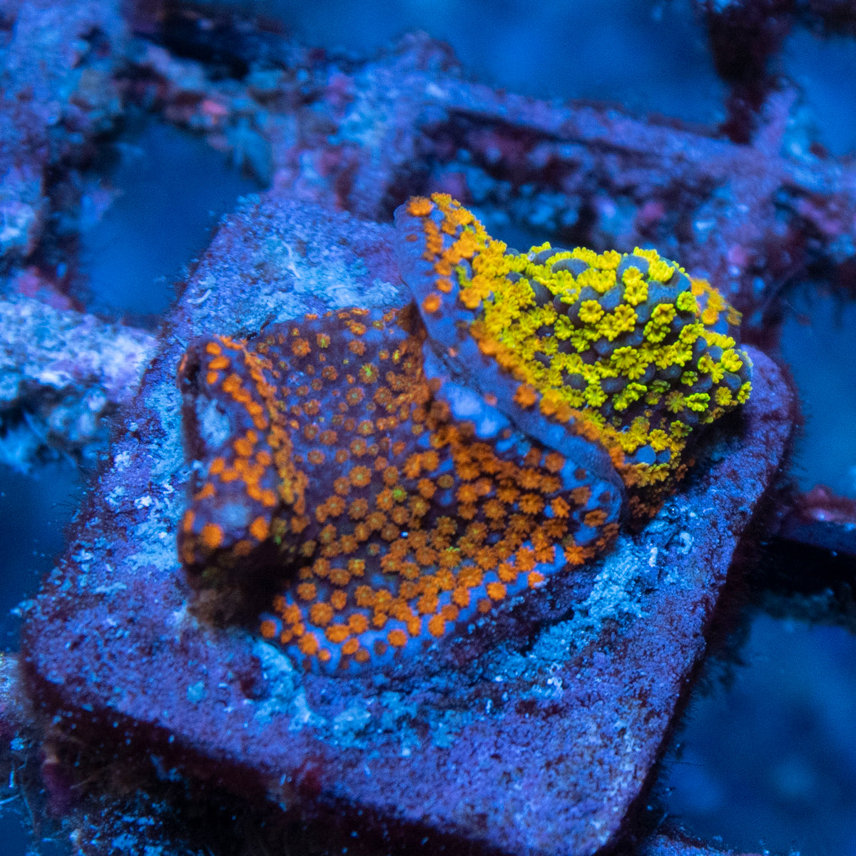 Mix Monti coral frag from AquaGem Corals