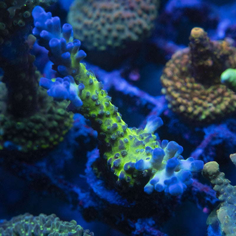 Miyagi tort acro WYSIWYG live coral for sale at AquaGemCorals