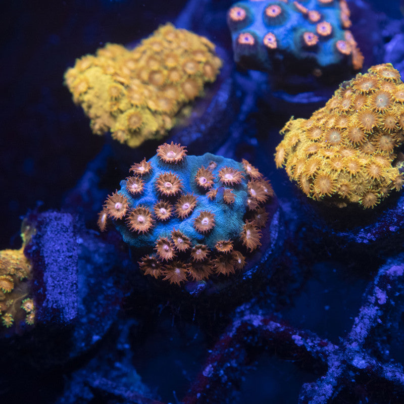 Molten Meteor Cyphastrea