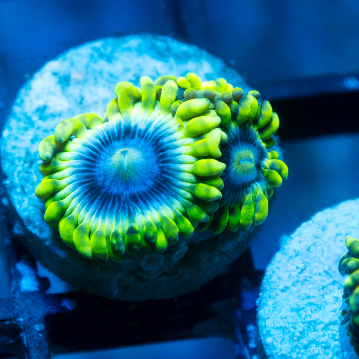 Mr Meseek Zoa live reef coral - AquaGemCorals