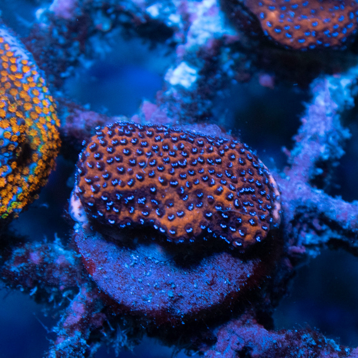 Mystic Sunset Montipora coral frag from AquaGem Corals