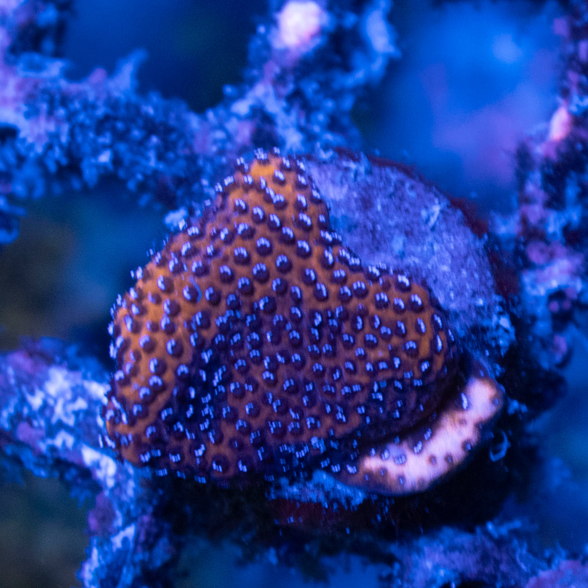 Mystic Sunset Montipora coral frag from AquaGem Corals