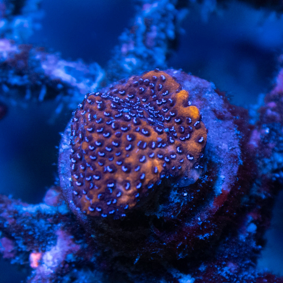 Mystic Sunset Montipora coral frag from AquaGem Corals