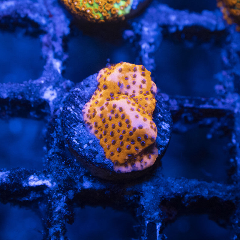 Mystic Sunset Montipora