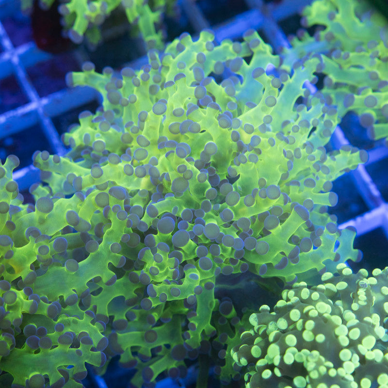 Neon Green Frogspawn
