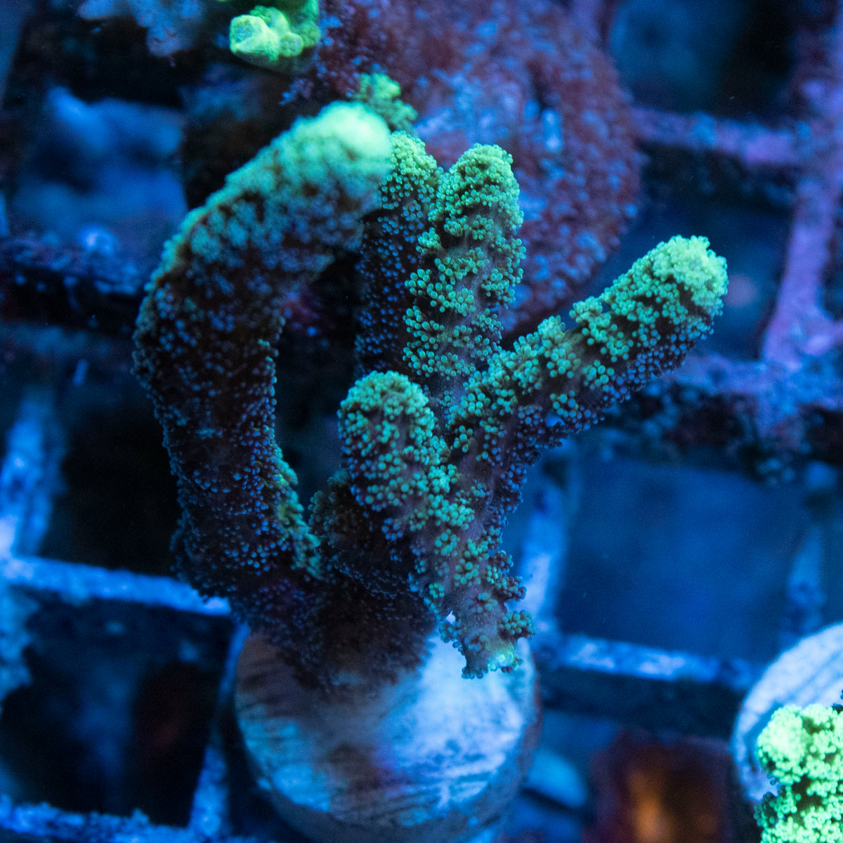 Neon Green Seriatopora coral frag from AquaGem Corals