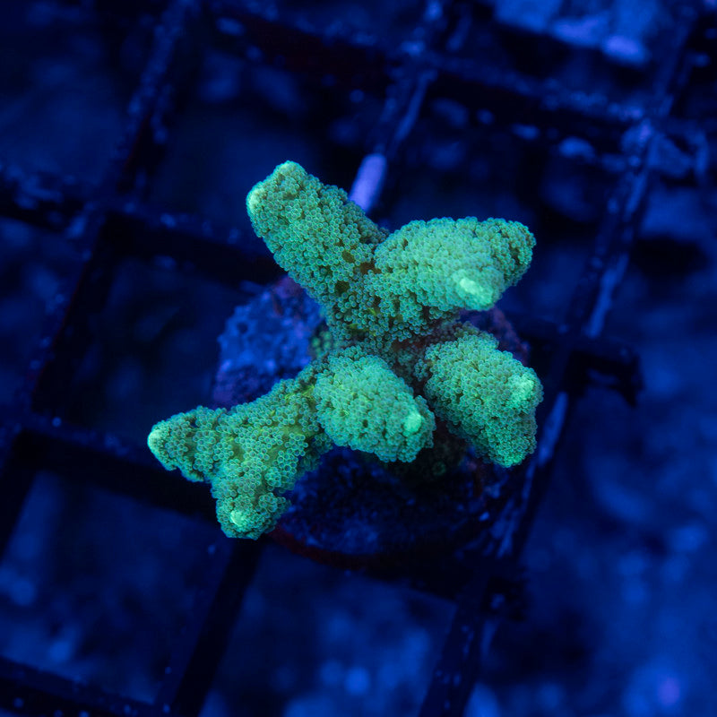 Neon Green Seriatopora - AquaGemCorals