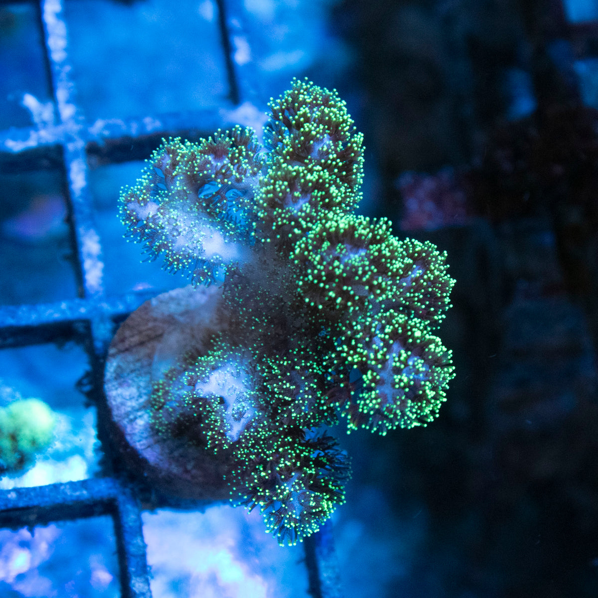 Neon Pocillopora coral frag from AquaGem Corals